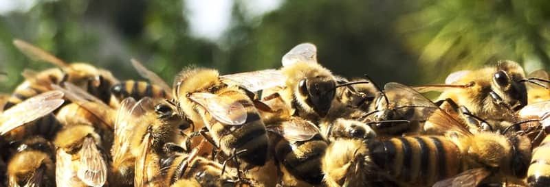 INTRO TO BACKYARD BEEKEEPING NOV 8 &amp; 15
