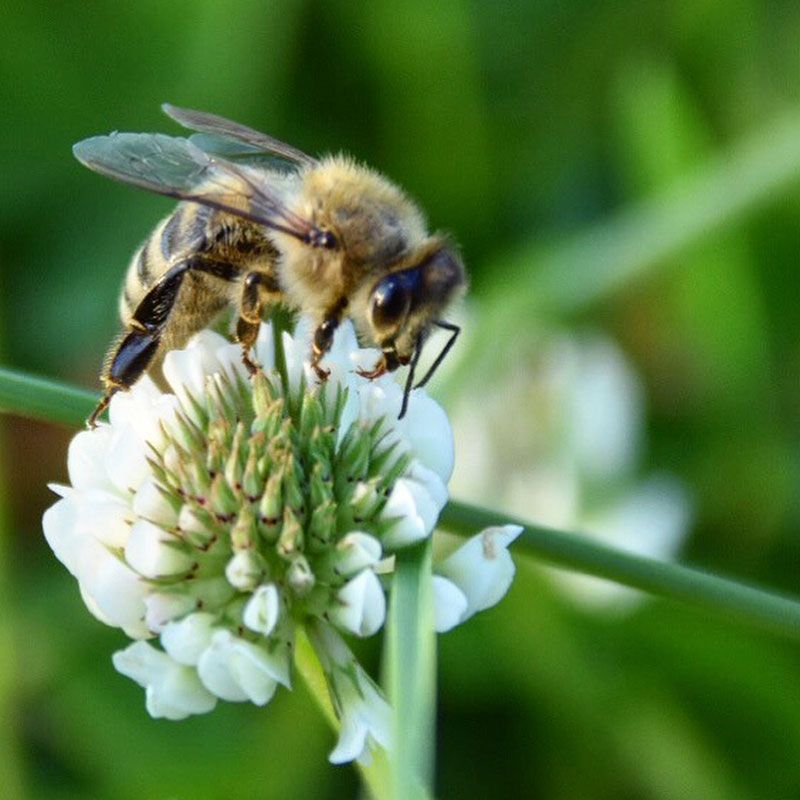 BEE CURIOUS FIRST SATURDAYS OF EVERY MONTH 11AM