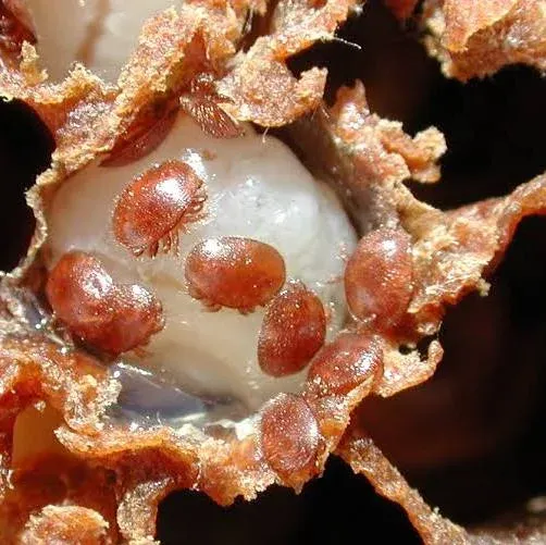 YEAR ROUND VARROA MITE, MAY 17 &amp; 31