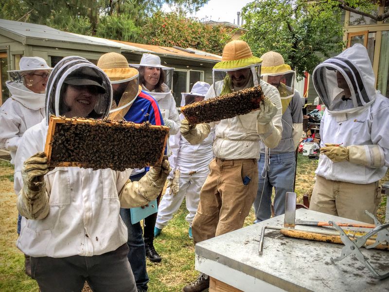 HIVE INSPECTION CLASS APRIL 11 &amp; MAY 2