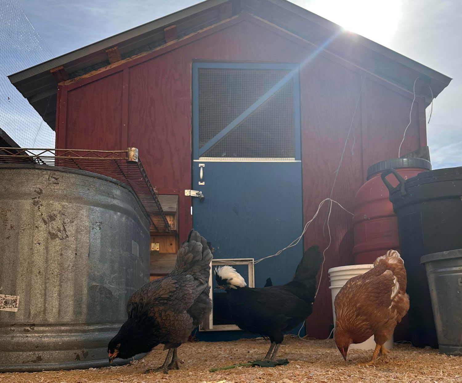 CHICKEN KEEPING 101 MARCH 1st, 11AM-12:30PM