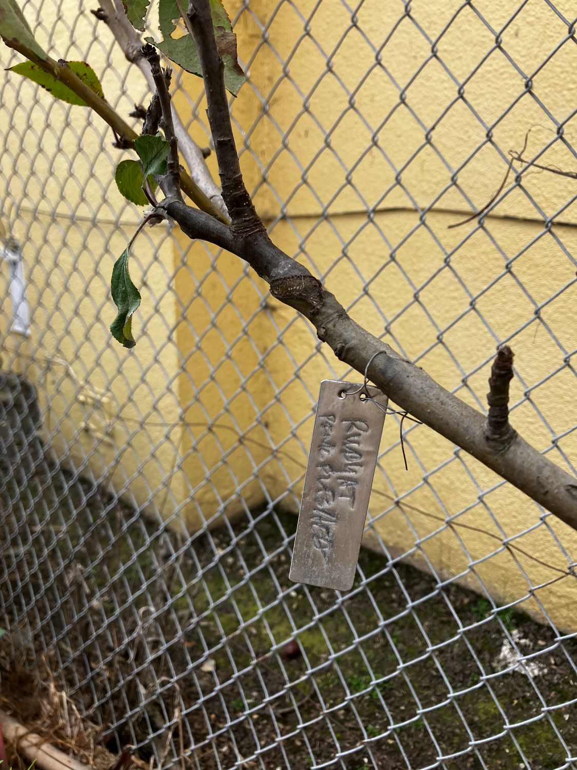 FRUIT TREE GRAFTING MARCH 14 11AM