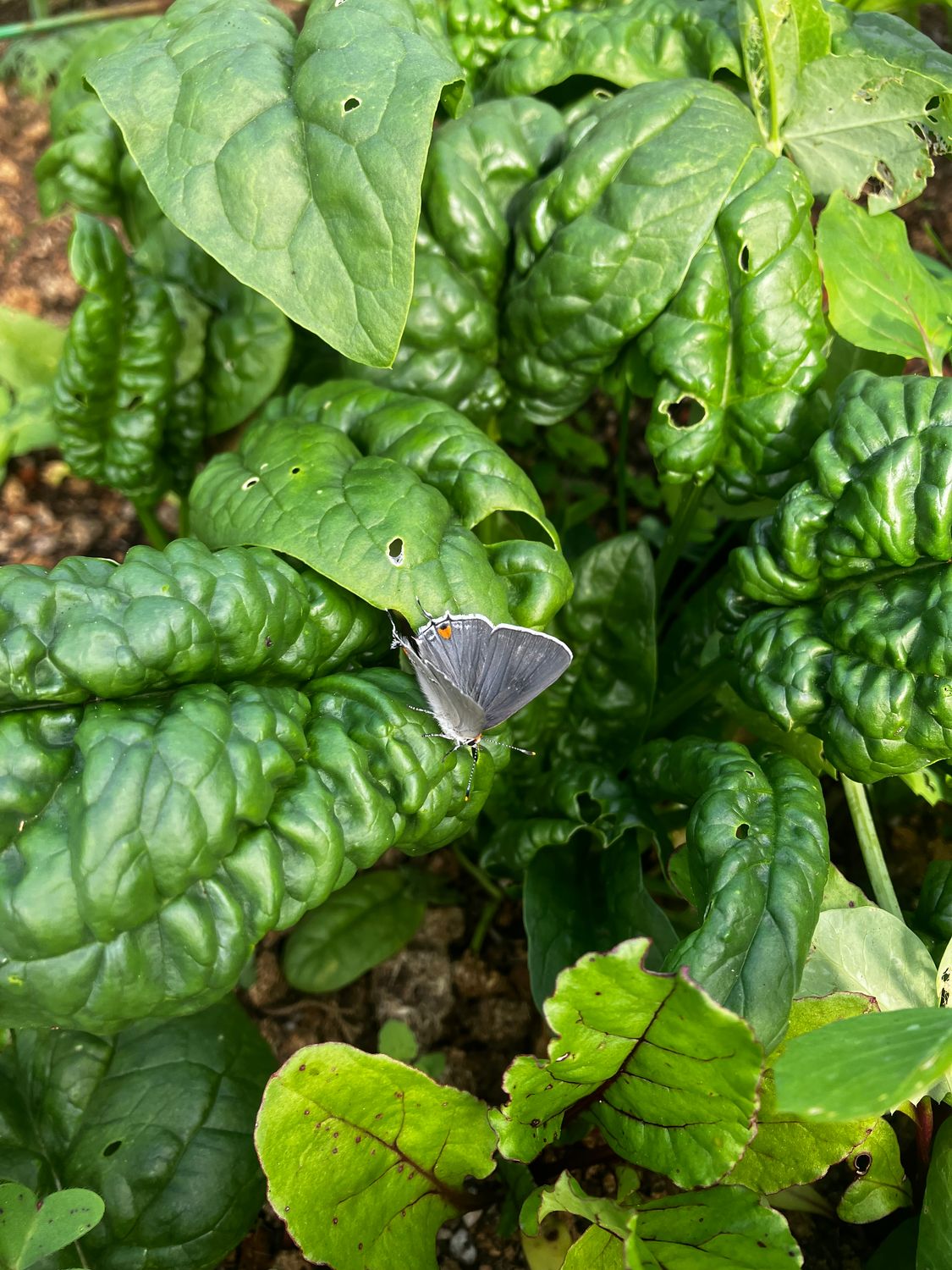 TENETS OF ORGANIC FARMING, June 7, 10am