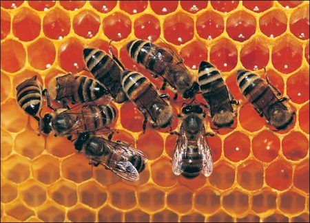 HONEY HARVEST CLASS OCT 10