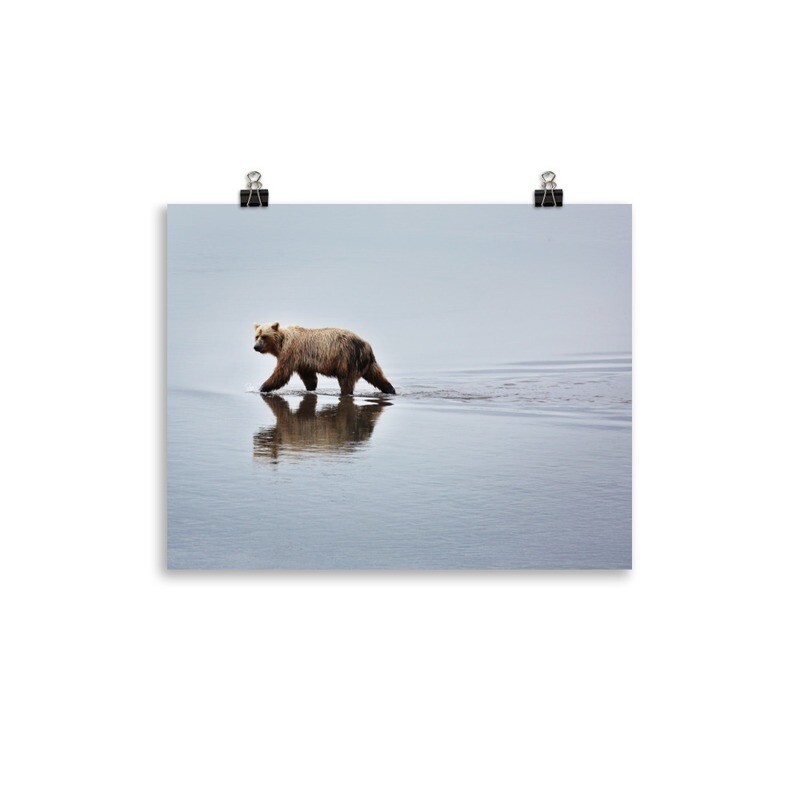 Wading Bear Print