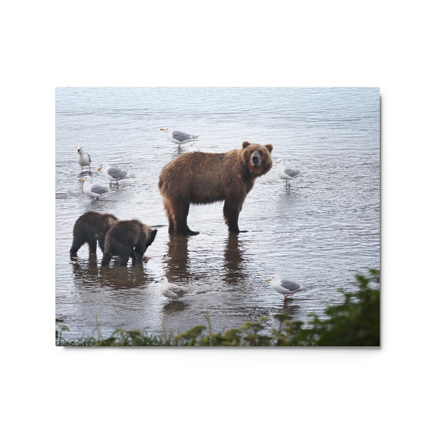 Bears and Seagulls Metal