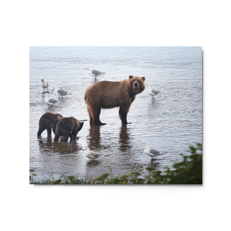Bears and Seagulls Metal