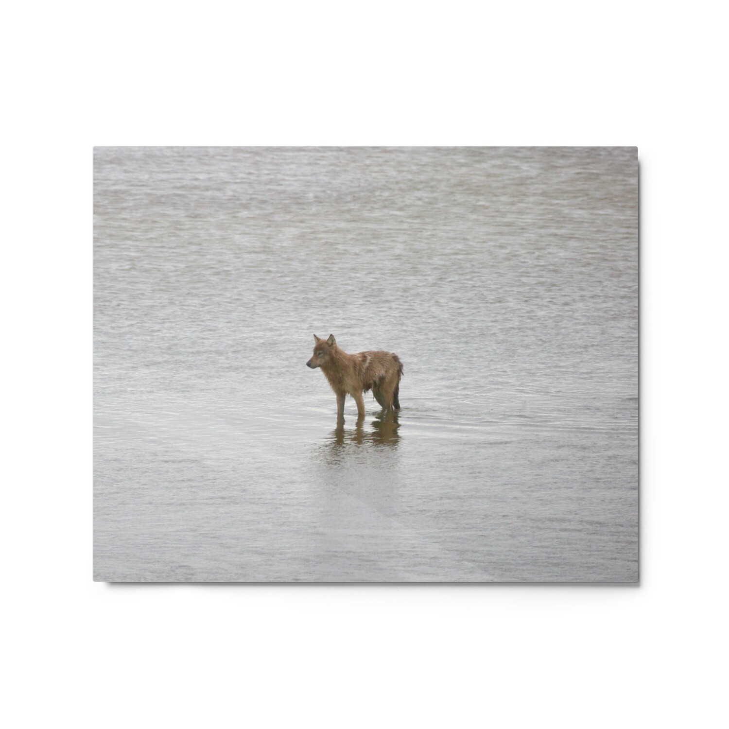 Wading Coyote Metal
