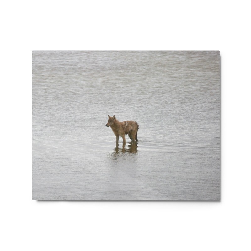Wading Coyote Metal