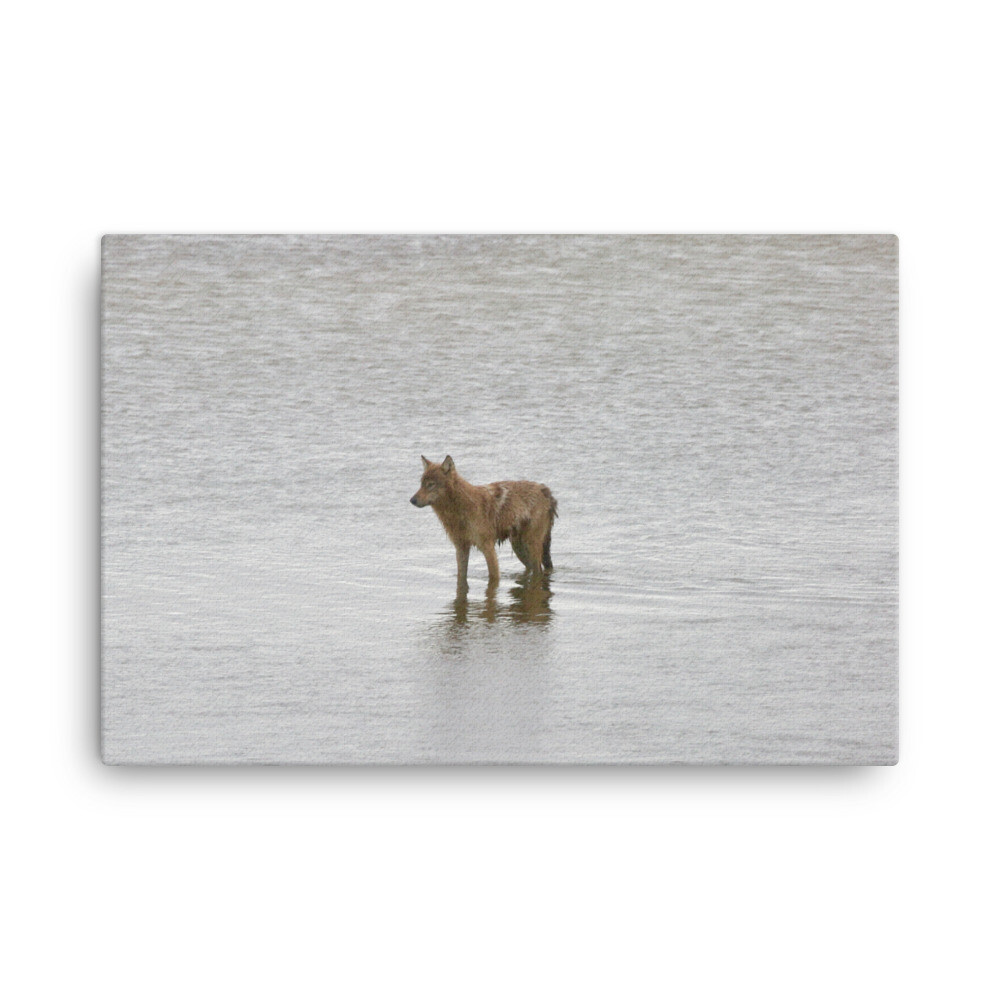 Wading Coyote Canvas