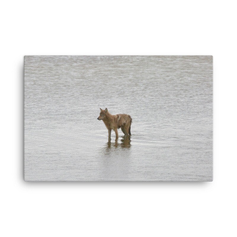 Wading Coyote Canvas