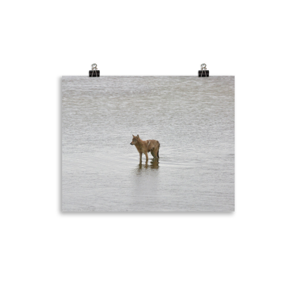 Wading Coyote Print