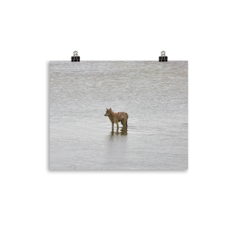 Wading Coyote Print