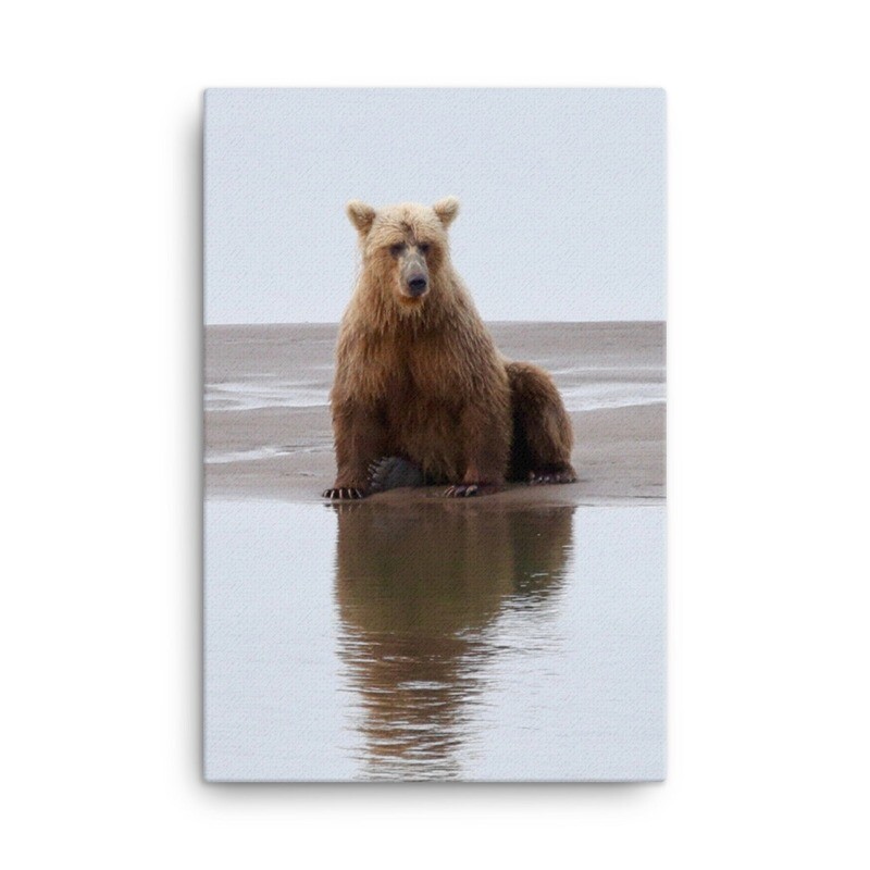 Resting Bear Canvas