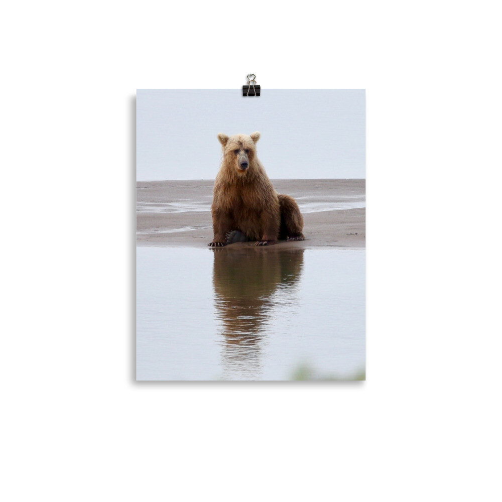 Resting Bear Print