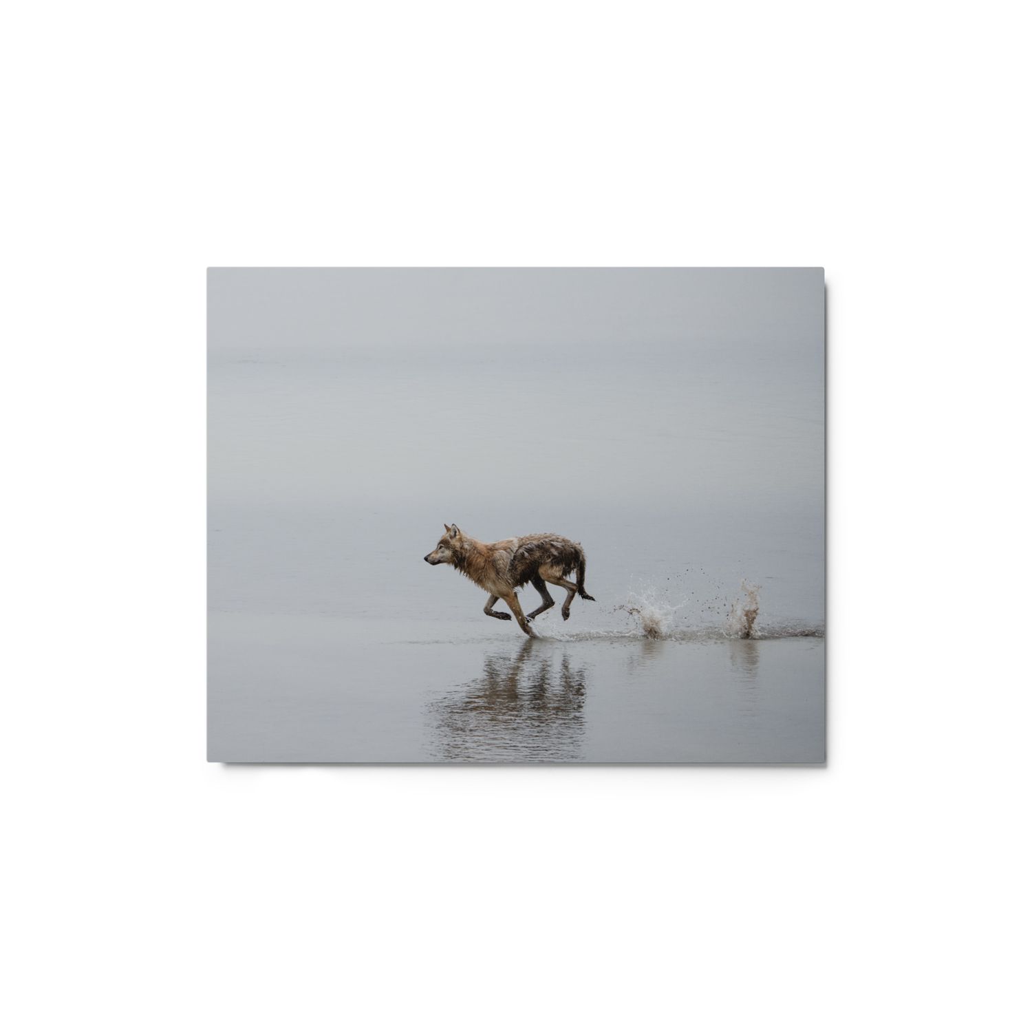 Running Wolf Metal