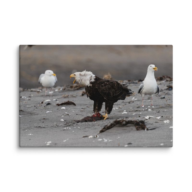 Eagle with Gull Canvas