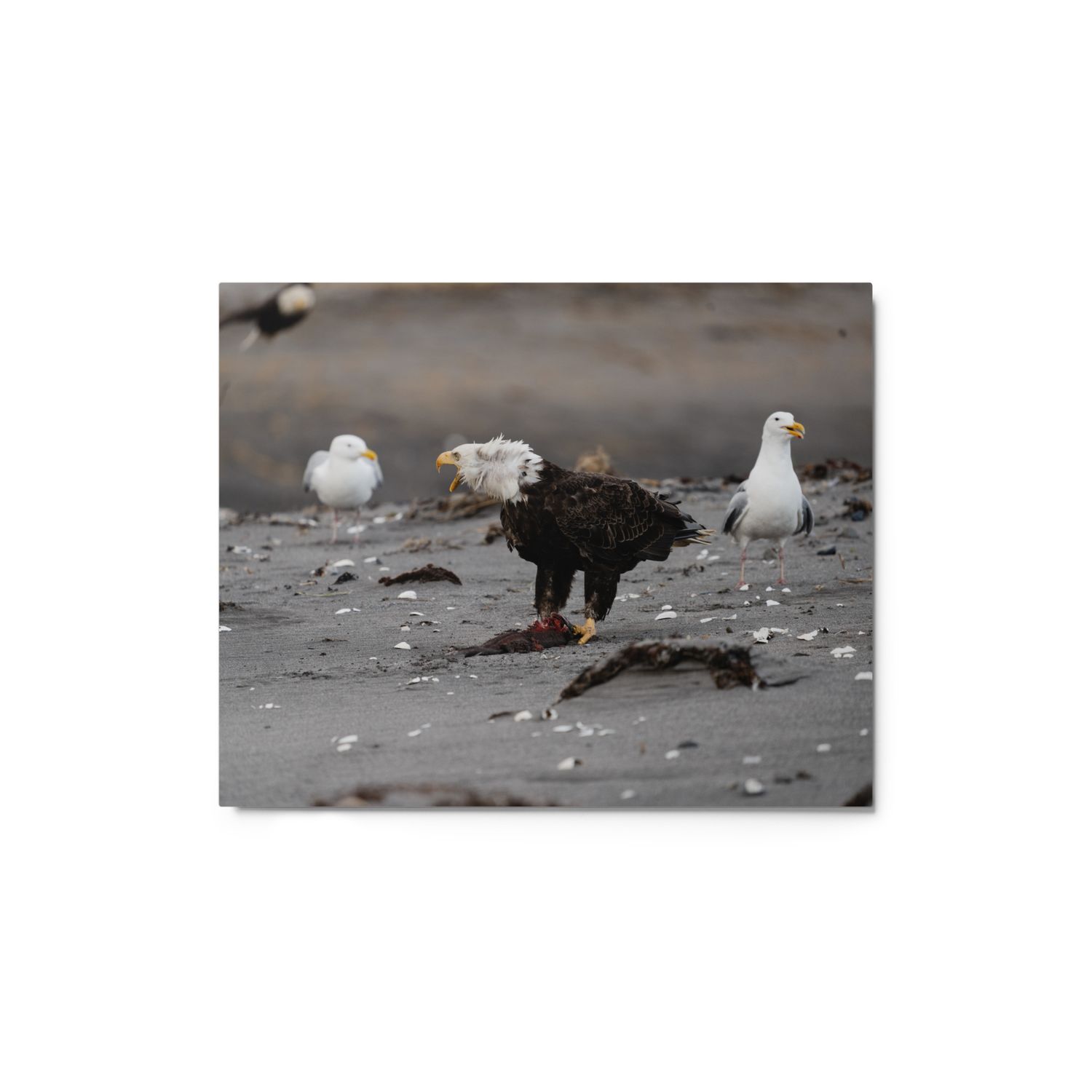 Eagle with Gulls Metal