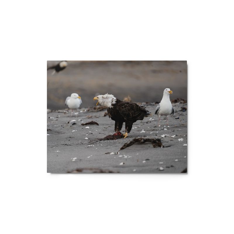 Eagle with Gulls Metal