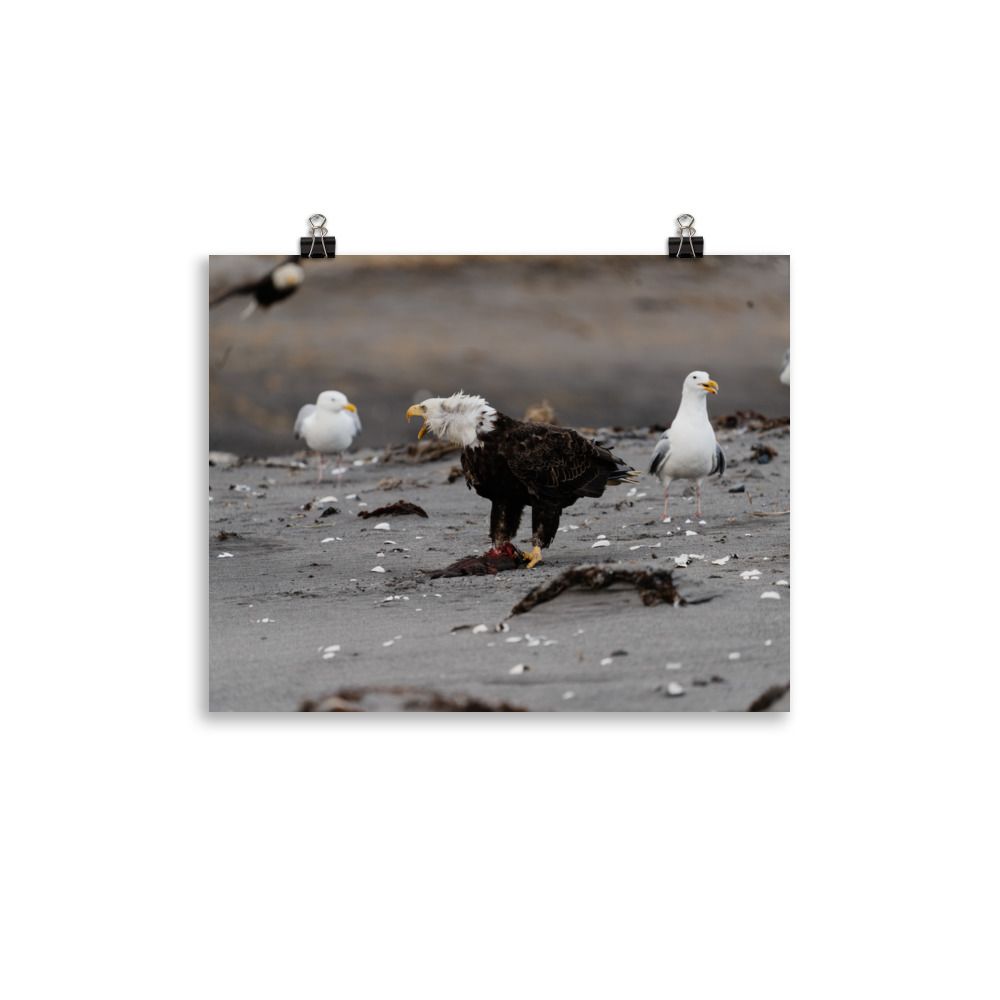 Eagle with Gulls Print