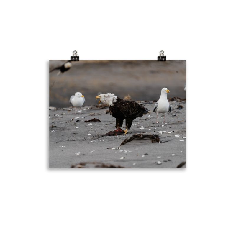 Eagle with Gulls Print