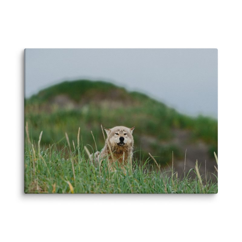 Wolf in Grass Canvas