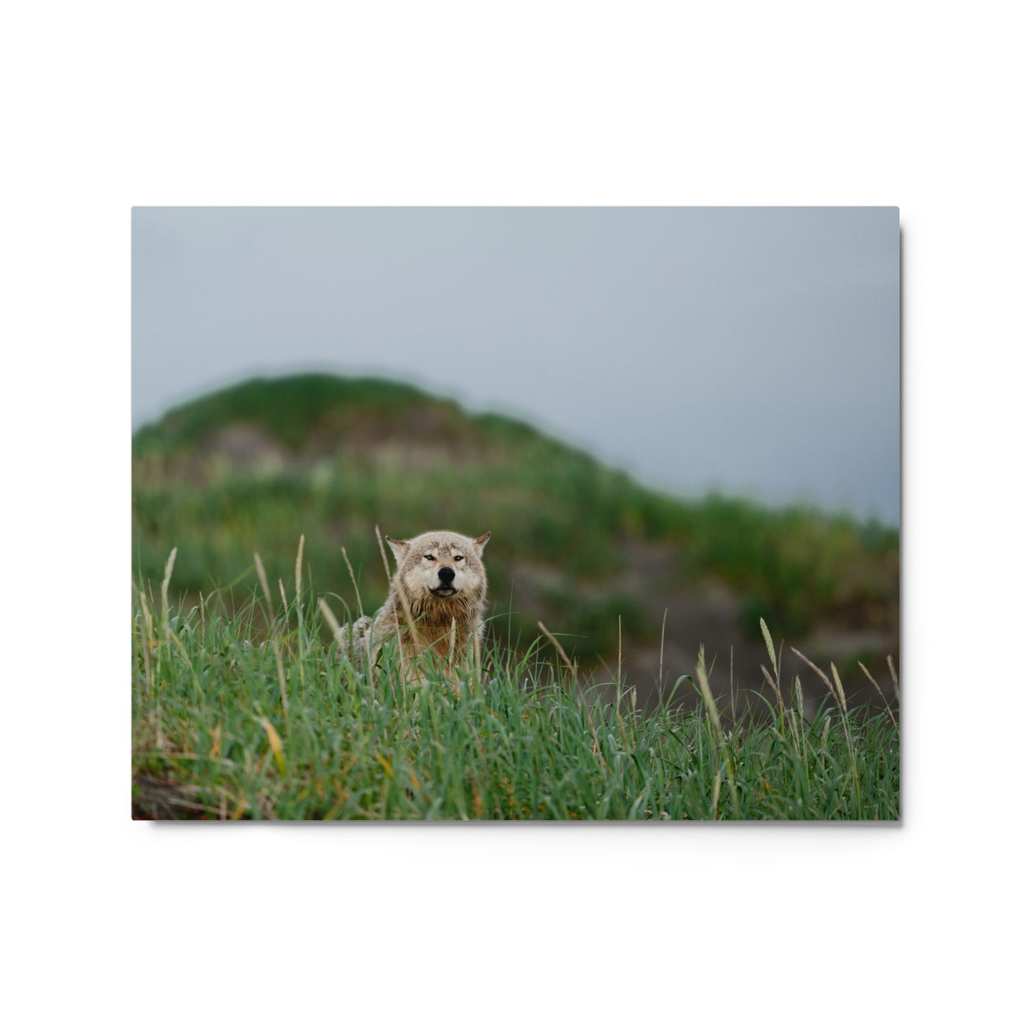 Wolf in Grass Metal