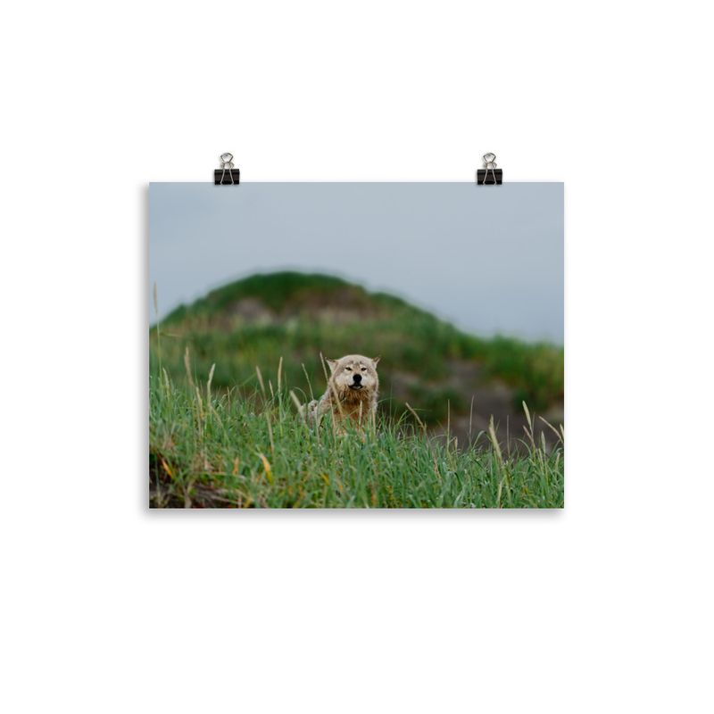 Wolf in Grass Print