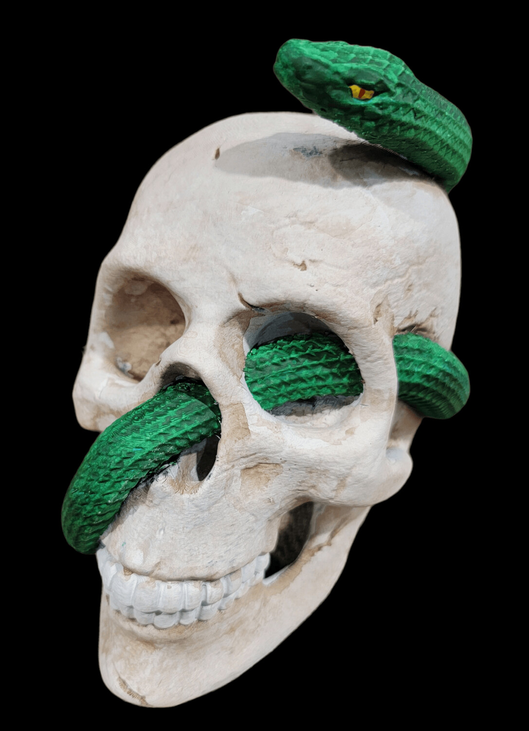 Skull with Snake