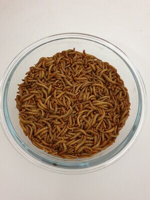Mehlwürmer, lebend 1kg