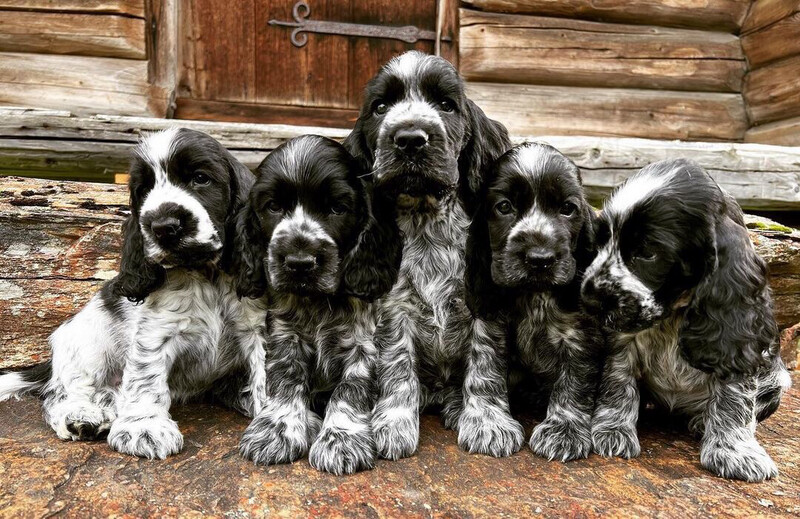 Cocker Spaniel Puppy