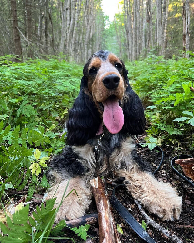 Cocker Spaniel puppy