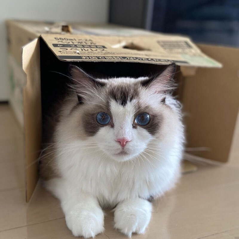 Ragdoll Kitten