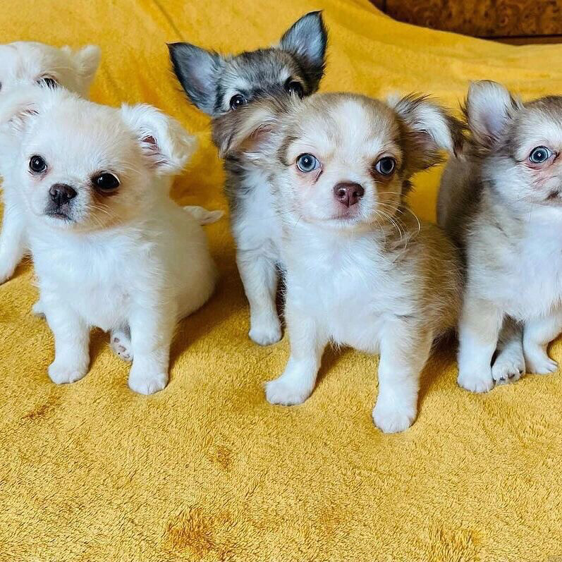 Teacup Chihuahua Puppies