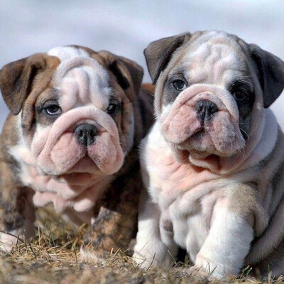 English Bulldog Puppy