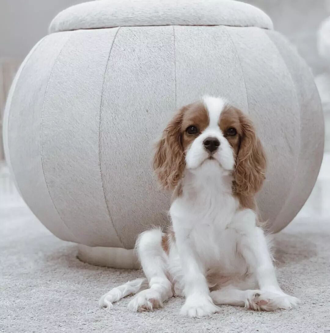 Cavalier King Charles Spaniel Puppy