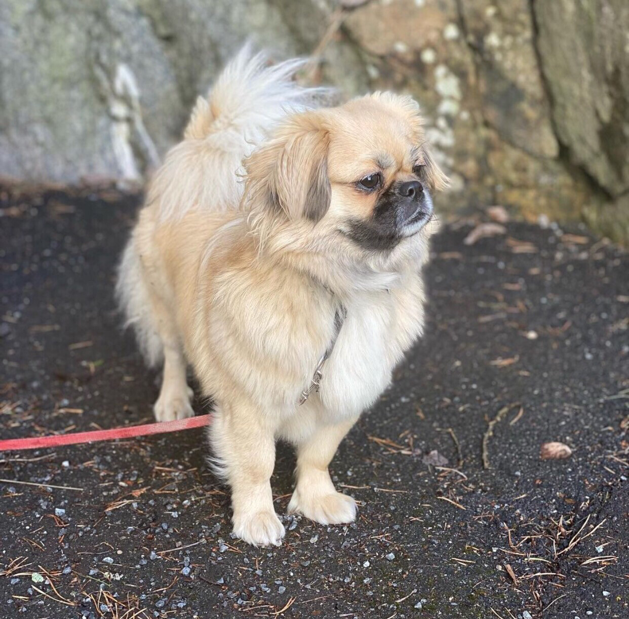 Tibetan Spaniel Puppy