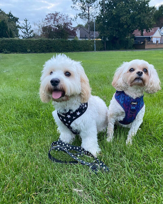Cavapoo Puppie
