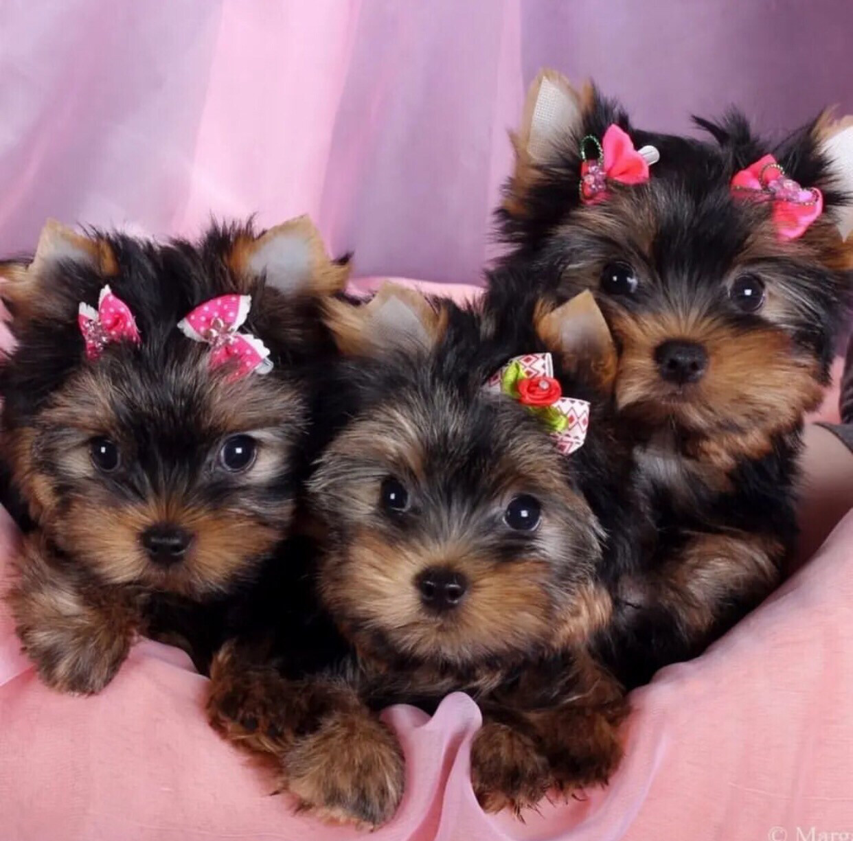 Yorkie Puppies
