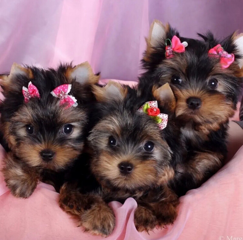 Yorkie Puppies