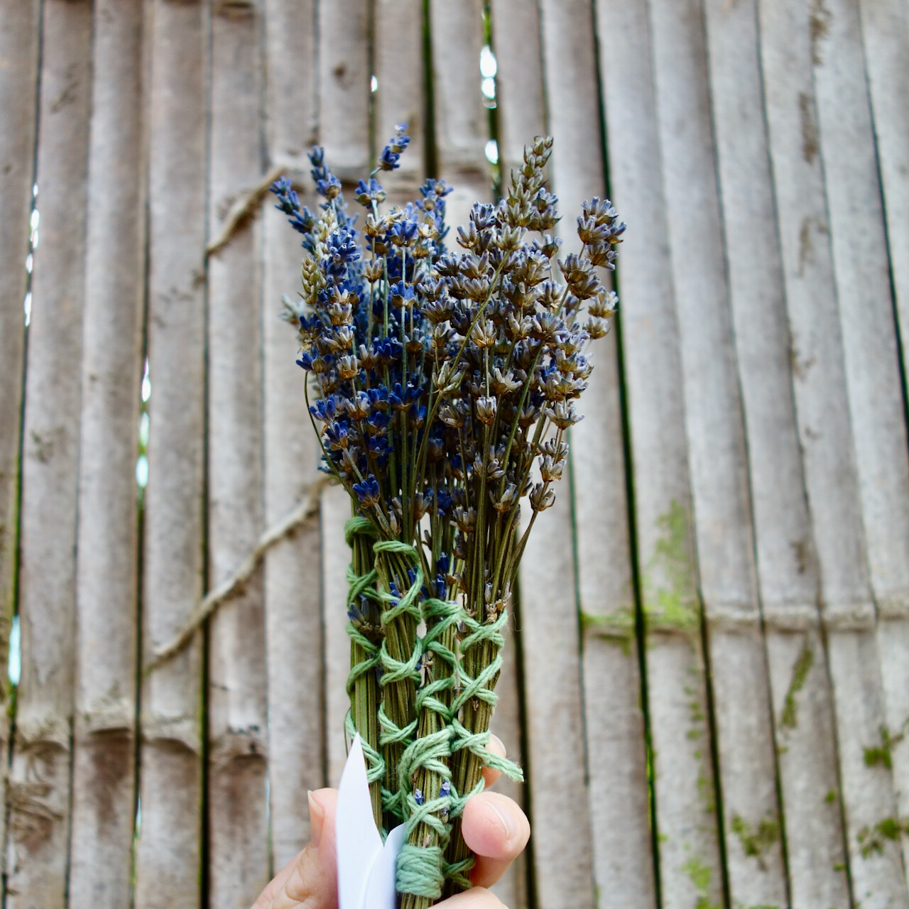 Lavender Plant Bundle