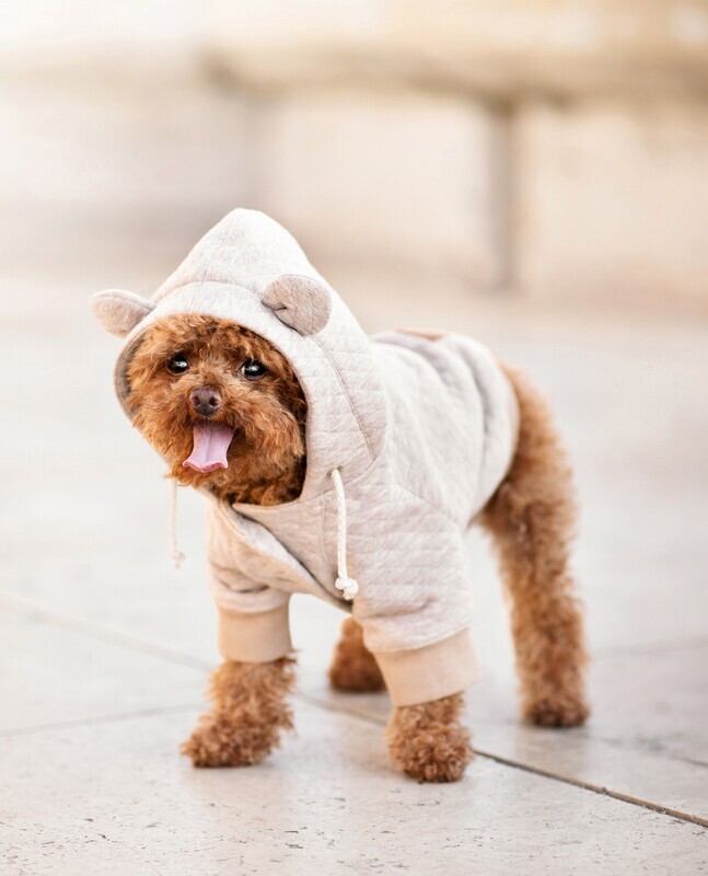 Teddy pulcsi