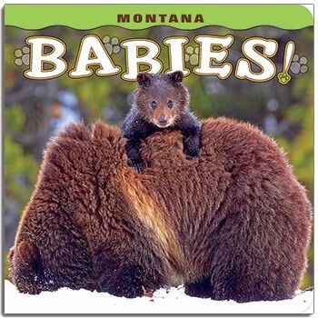 Book Montana babies