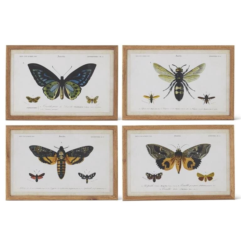Framed Insect Prints - Encyclopedia Style