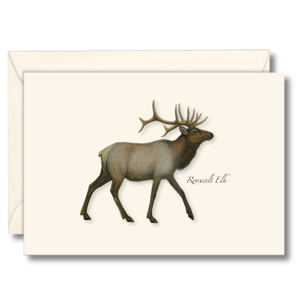 Elk Notecard Set - Blank