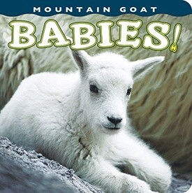 Book Mountain Goat Babies