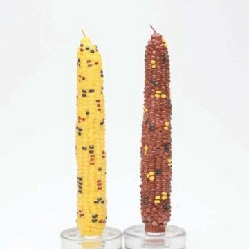 Thanksgiving Candle Taper Corn