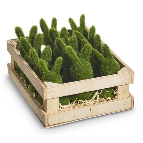Moss Bunny