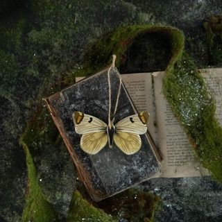 Ornament Moth