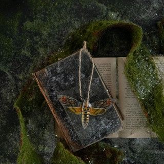 Ornament Hawk Moth